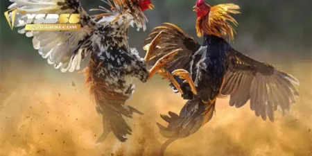 Đá gà trực tiếp C1