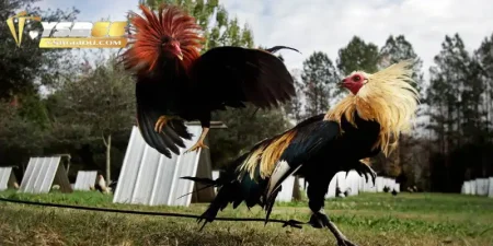 Luật đá gà miền Bắc